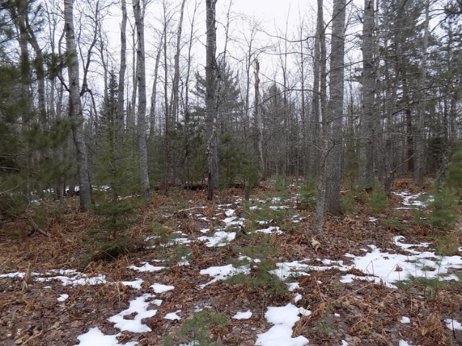 9651 3 Road Copemish, MI 49625 - Photo 42 of 48 DSCN1735