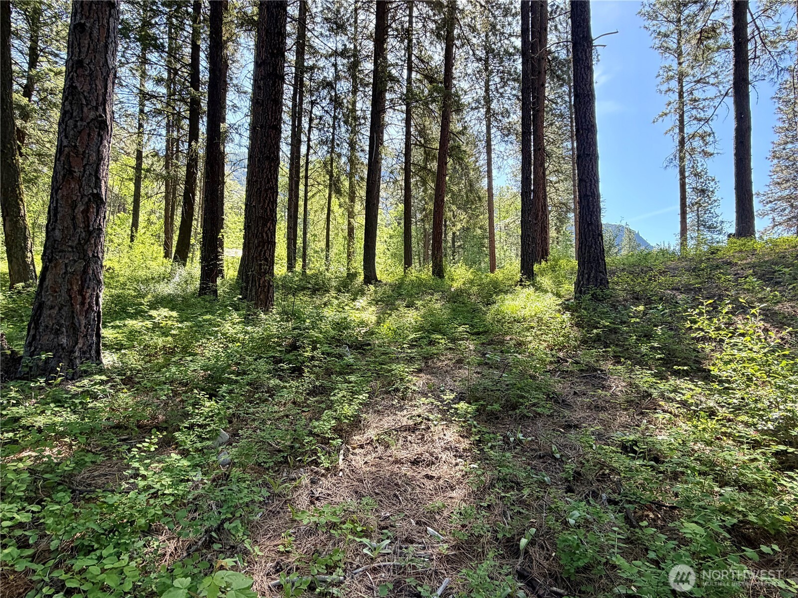 11 Highland Mdw Road Winthrop, WA 98862 - Photo 15 of 25 a view of outdoor space with lots of trees