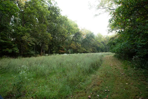a view of a lush green forest with lots of trees
