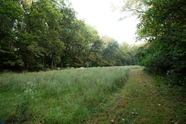 a view of a lush green forest with lots of trees
