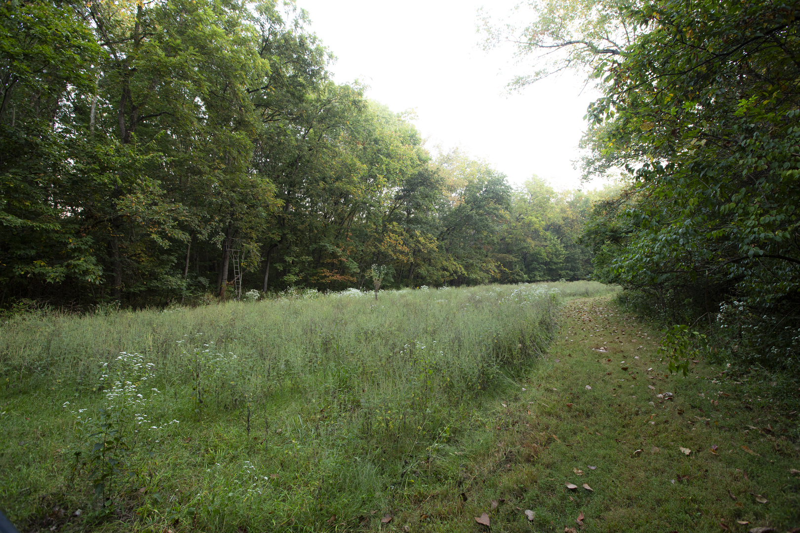 823 Columbia Road Washburn, IL 61570 - Photo 3 of 46 a view of a lush green forest with lots of trees