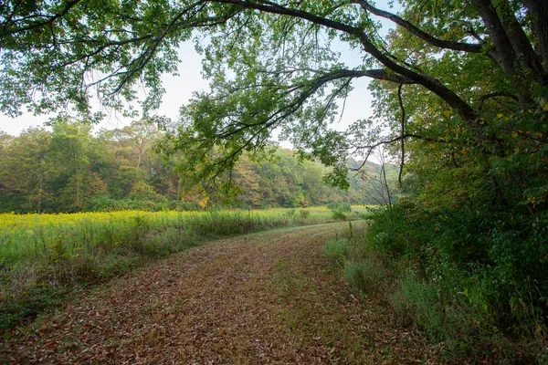 a view of a yard with a trees