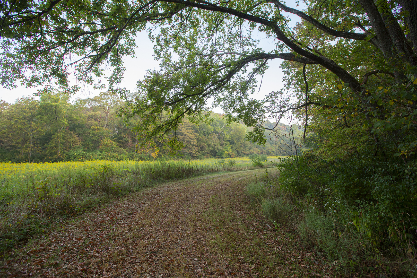 823 Columbia Road Washburn, IL 61570 - Photo 5 of 46 a view of a yard with a trees