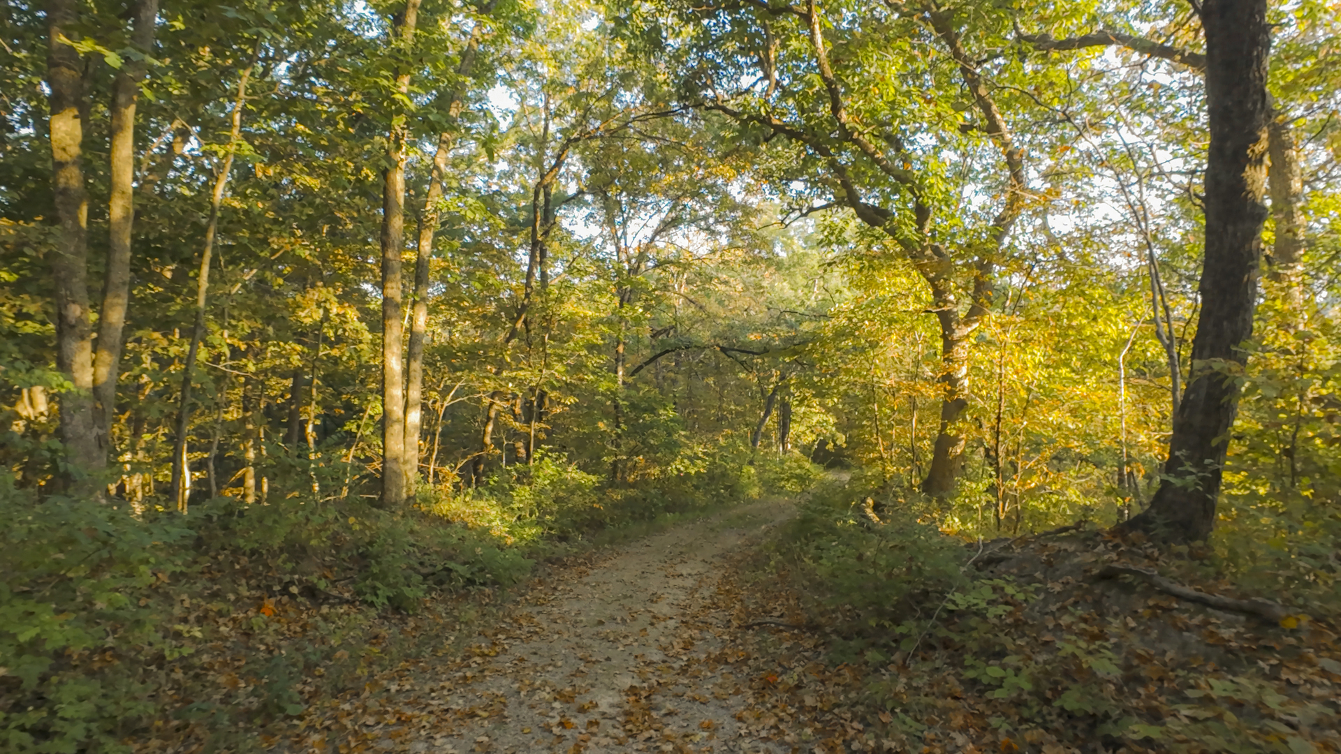 823 Columbia Road Washburn, IL 61570 - Photo 7 of 46 a view of a yard