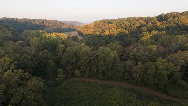 a view of a forest with a mountain