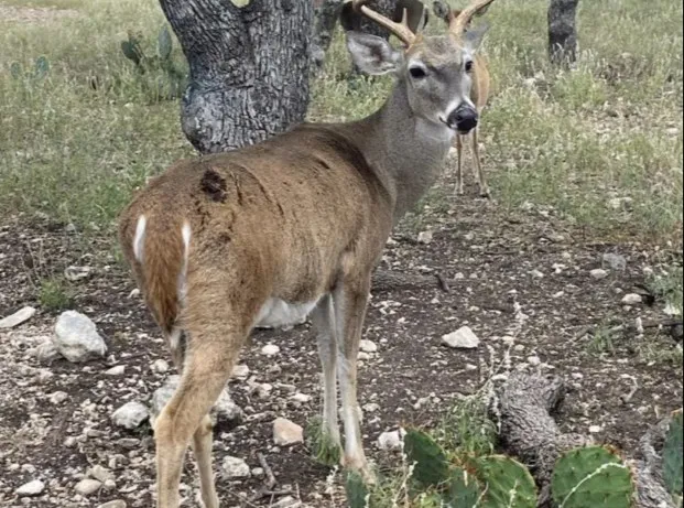 $3,000 | 6411 Junction Highway, Mountain Home, TX 78058