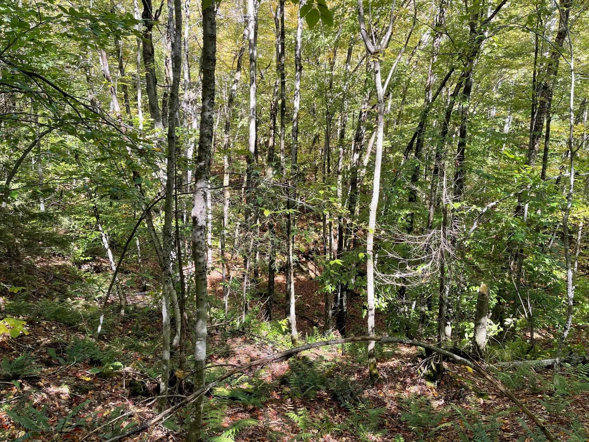 432 Shaw Road Roxbury, VT 05669 - Photo 15 of 19 Gallery Image 15