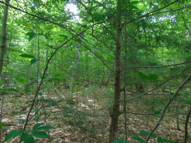 Tbd West Chesbrough Lake Road Newberry, MI 49868 - Photo 2 of 6 Gallery Image 2