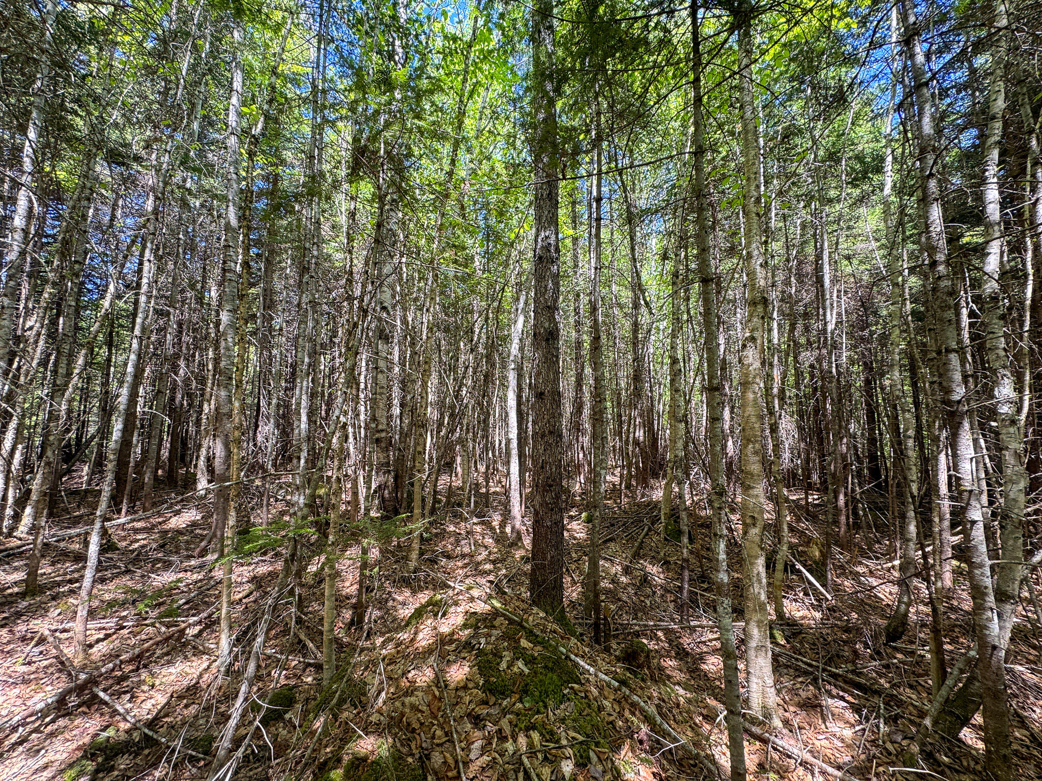 Lot 10 Morrison Brook, Unit ACRES Oakfield, ME 04763 - Photo 9 of 11