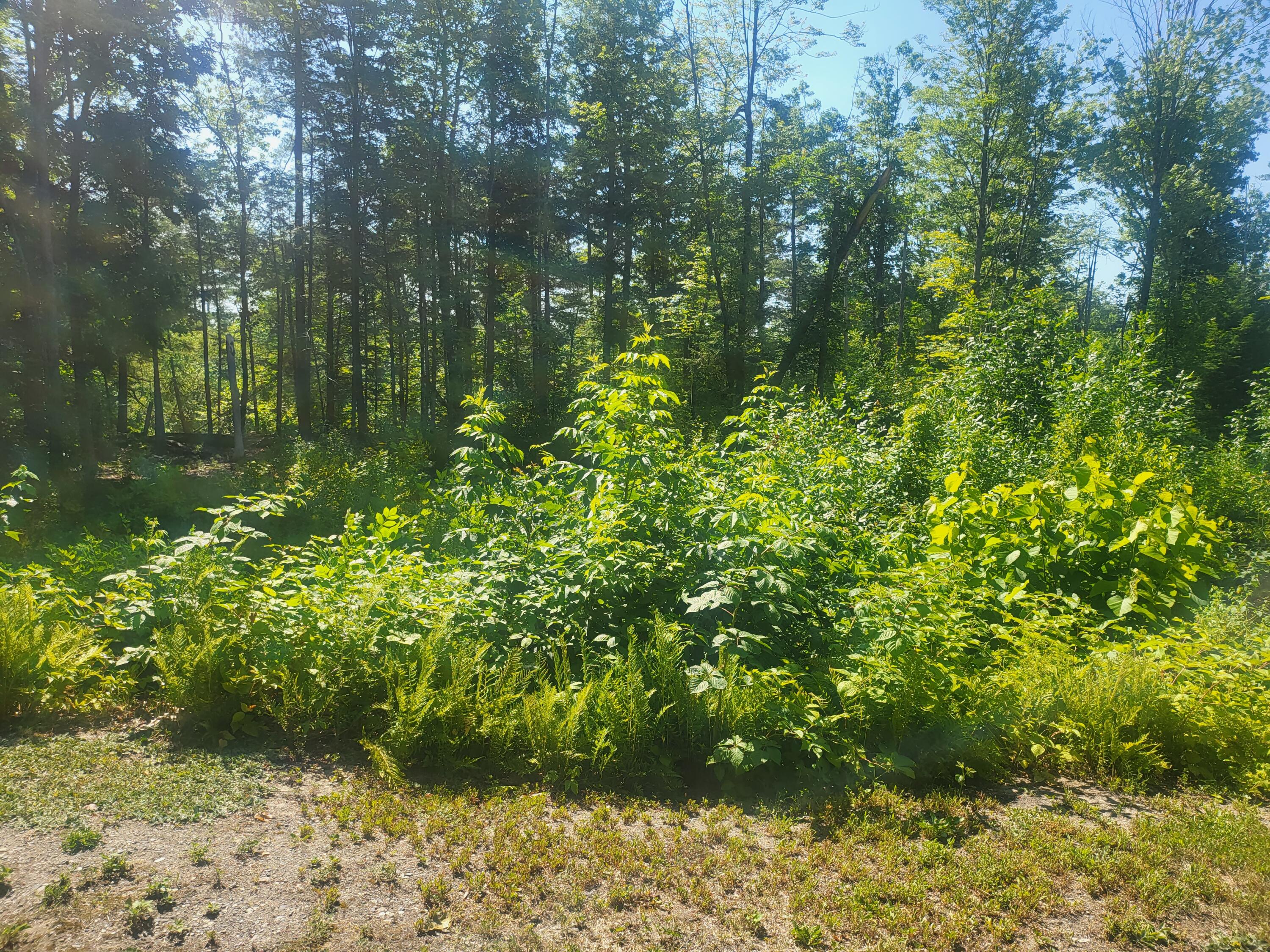 301 River Road Madison, ME 04950 - Photo 24 of 56 20220715_094548
