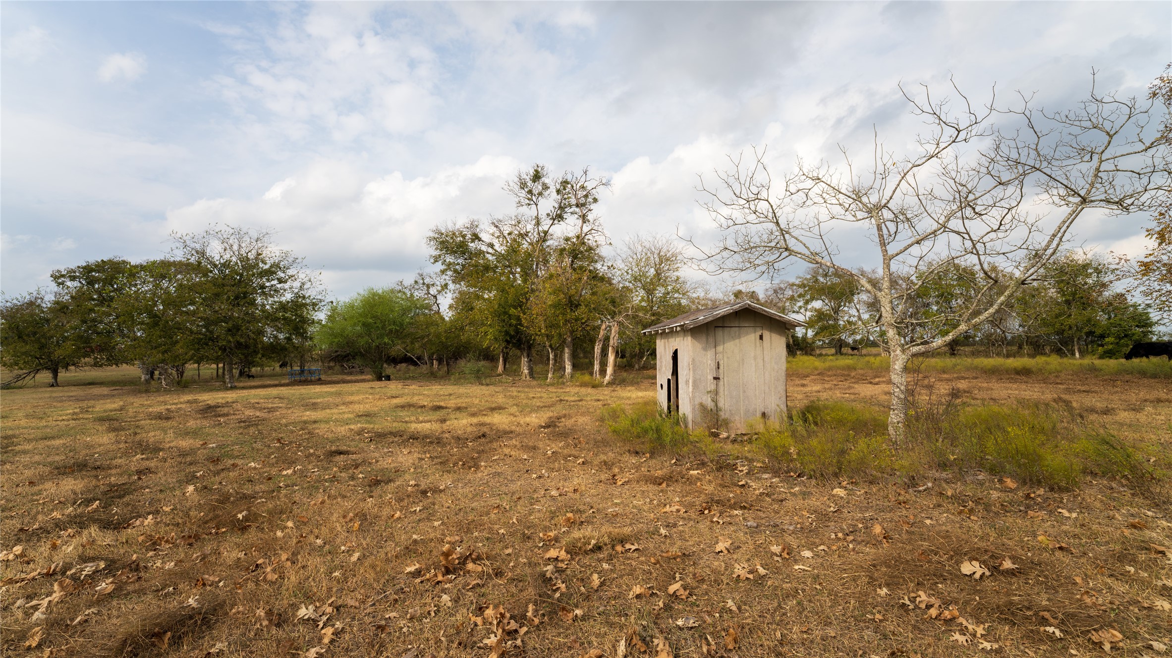4646 FM 2679 Road Burton, TX 77835 - Photo 20 of 34 a big yard with lots of green space and plants