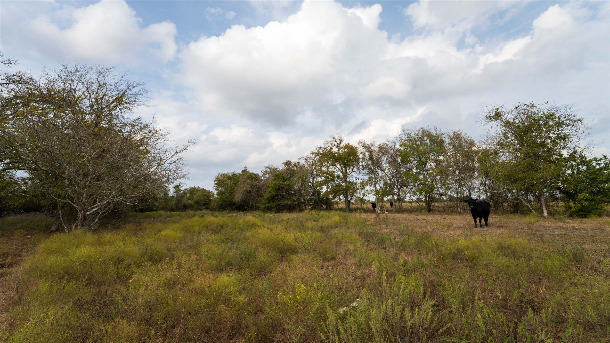 4646 FM 2679 Road Burton, TX 77835 - Photo 23 of 34 a view of a yard with trees in the background