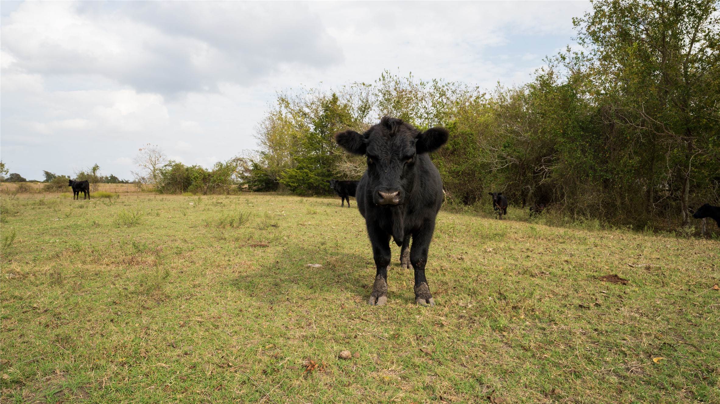 4646 FM 2679 Road Burton, TX 77835 - Photo 7 of 34 a view of a yard