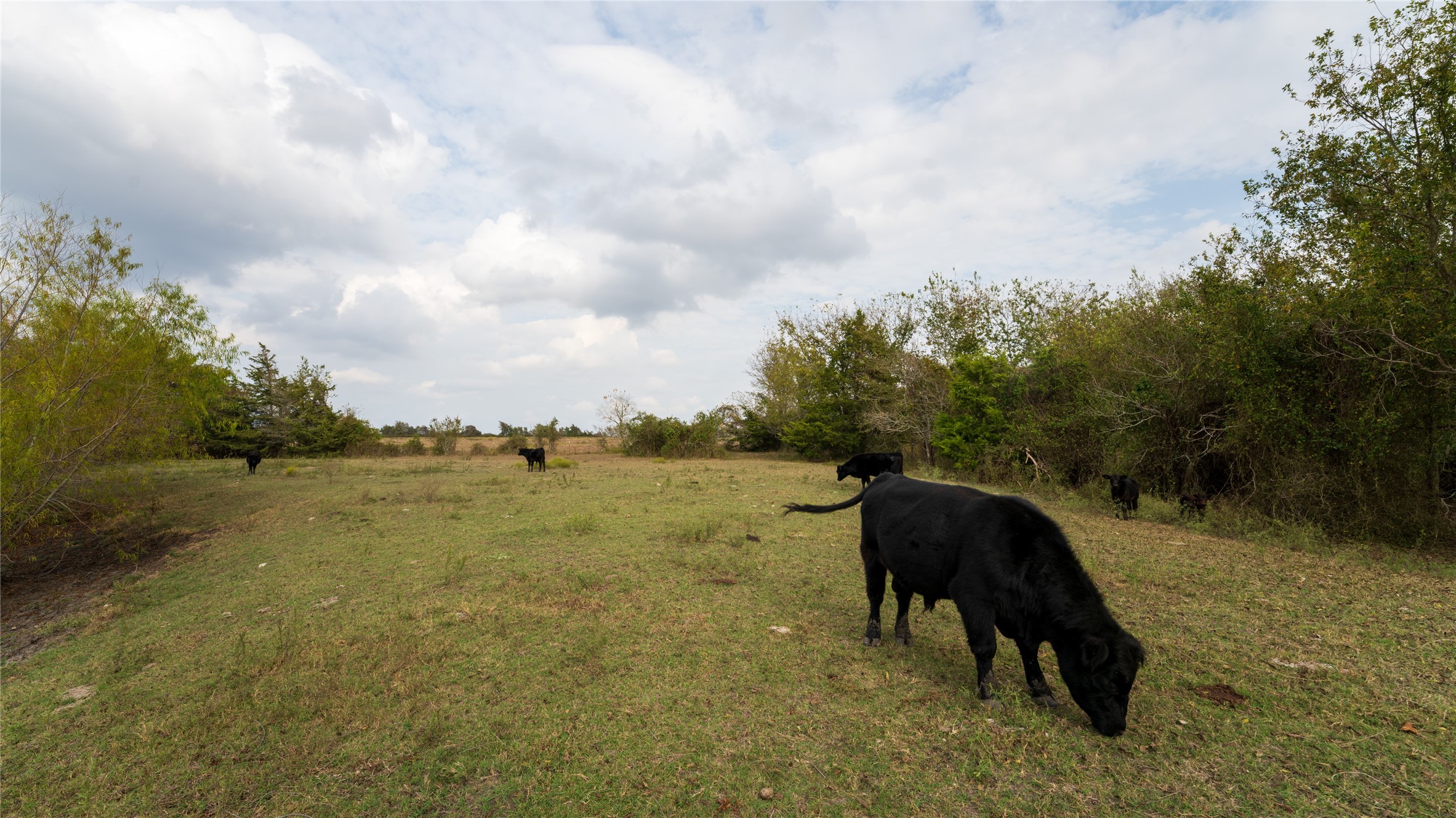 4646 FM 2679 Road Burton, TX 77835 - Photo 9 of 34 a view of outdoor space and yard