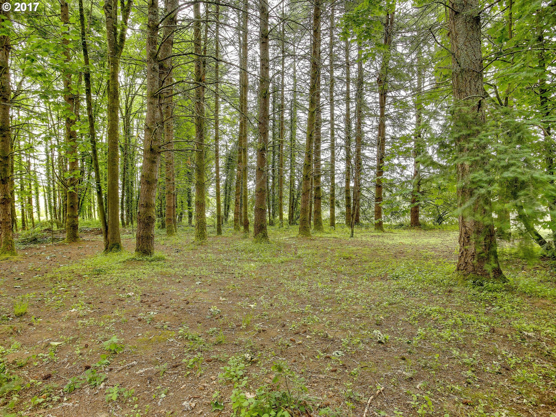22374 Southeast Ridgeview Drive Damascus, OR 97089 - Photo 10 of 32 a view of a yard with a trees