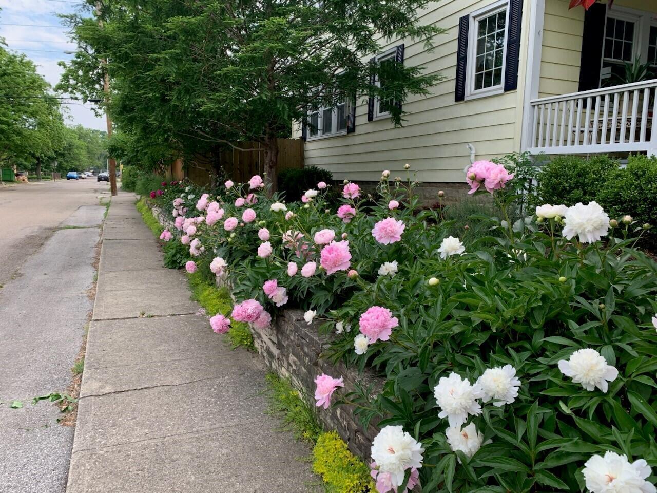 278 Crestview Road Columbus, OH 43202 - Photo 38 of 50 Spring Peonies line the side of the home in spectacular fashion