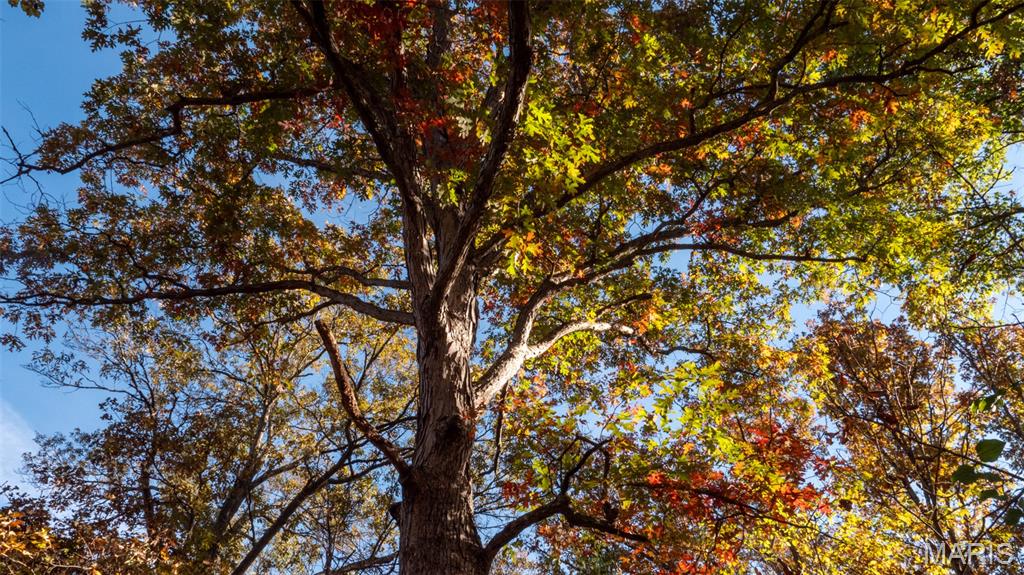 0 Oak Forest Road Bland, MO 65014 - Photo 34 of 40