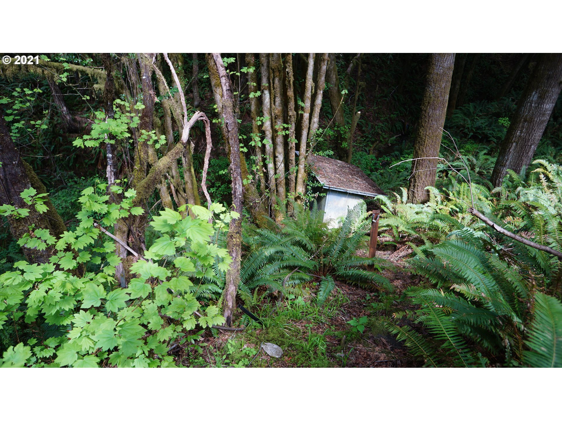 55976 Gold Brick Road Myrtle Point, OR 97458 - Photo 24 of 30 Gallery Image 24