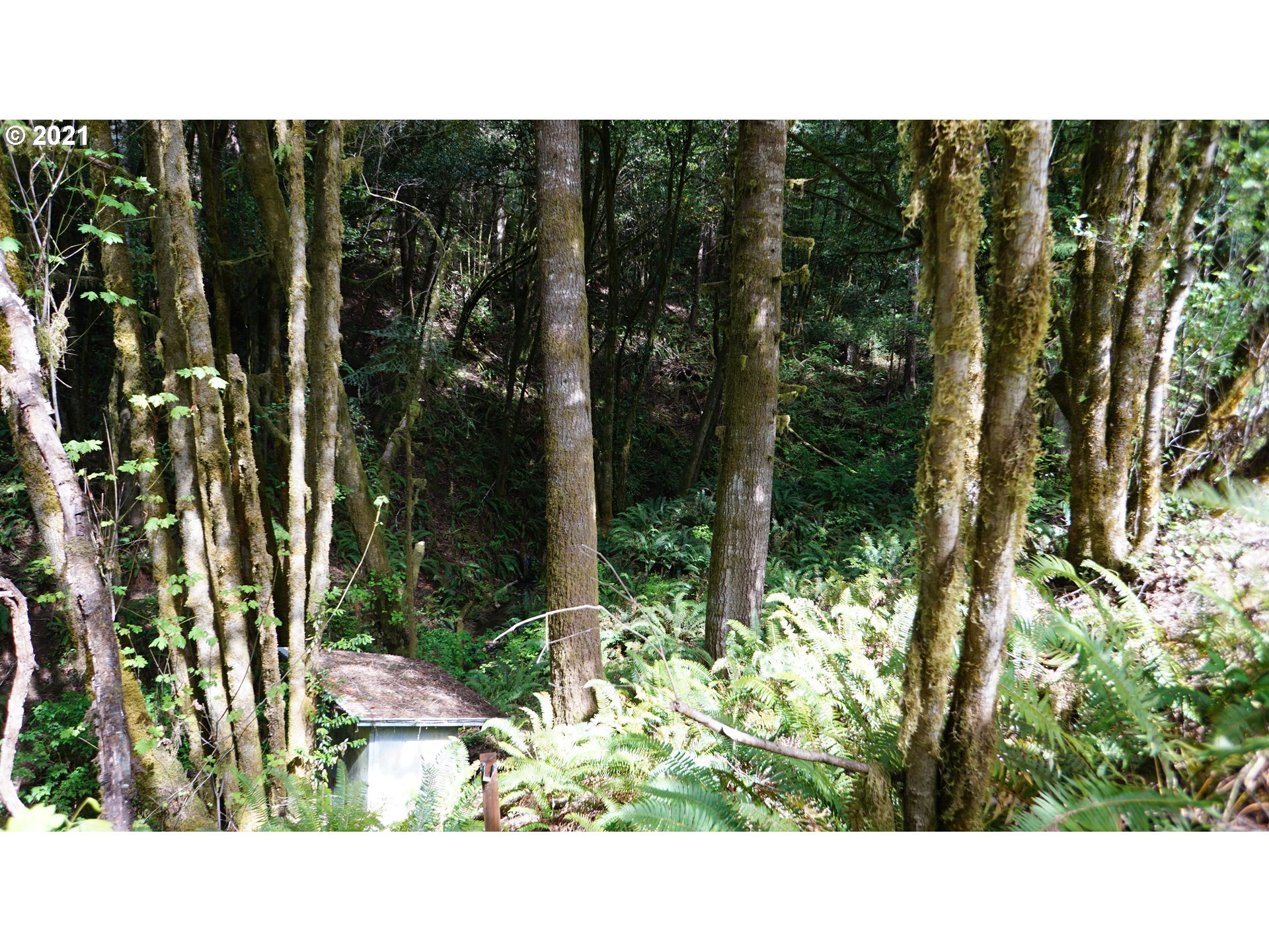 55976 Gold Brick Road Myrtle Point, OR 97458 - Photo 25 of 30 Gallery Image 25