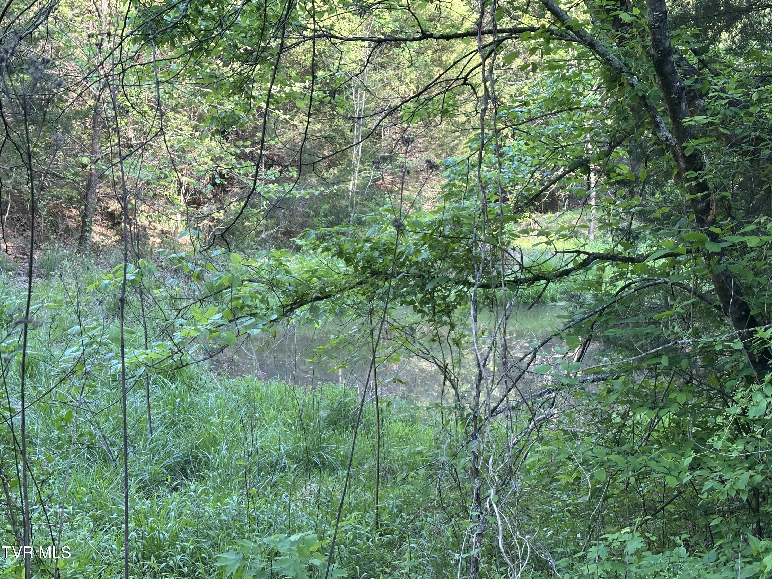1355 Jackson Hollow Road Mosheim, TN 37818 - Photo 81 of 95 IMG_8062