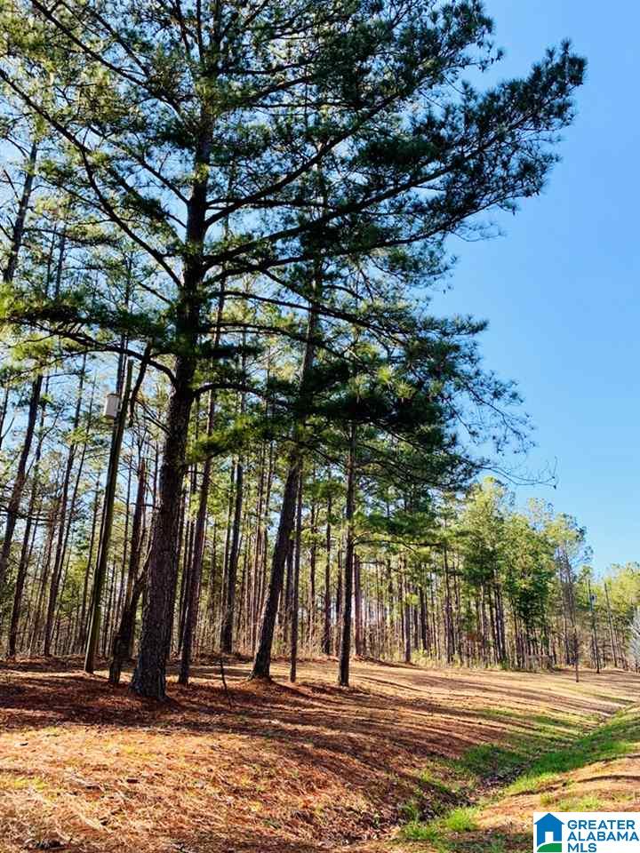 51 County Road Woodland, AL 36280 - Photo 2 of 4