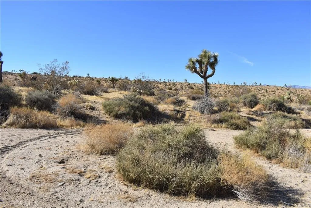 1 Indio Yucca Valley Yucca Valley, CA 92284 - Photo 6 of 7 a view of a dry yard with trees