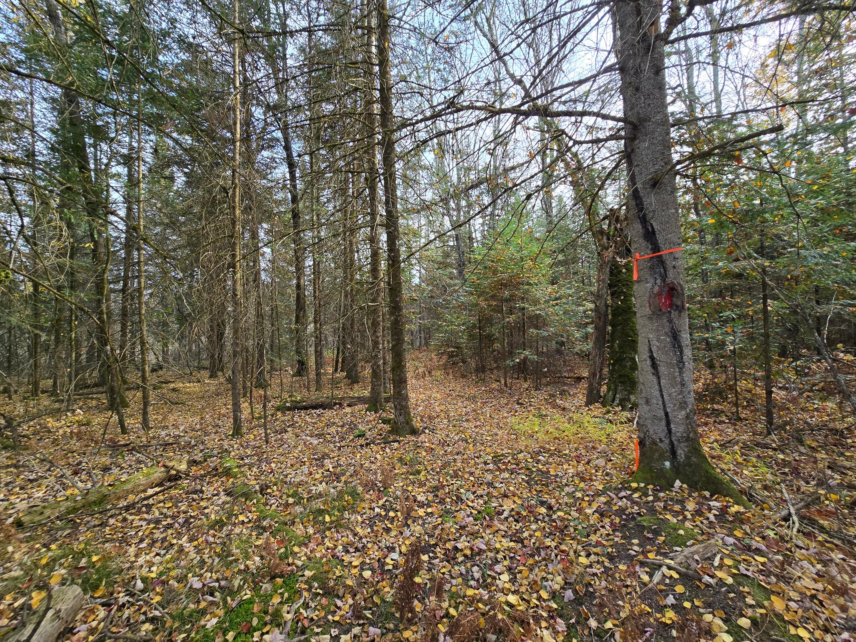 Parcel A Black Point Road Moran, MI 49760 - Photo 8 of 14 Gallery Image 8