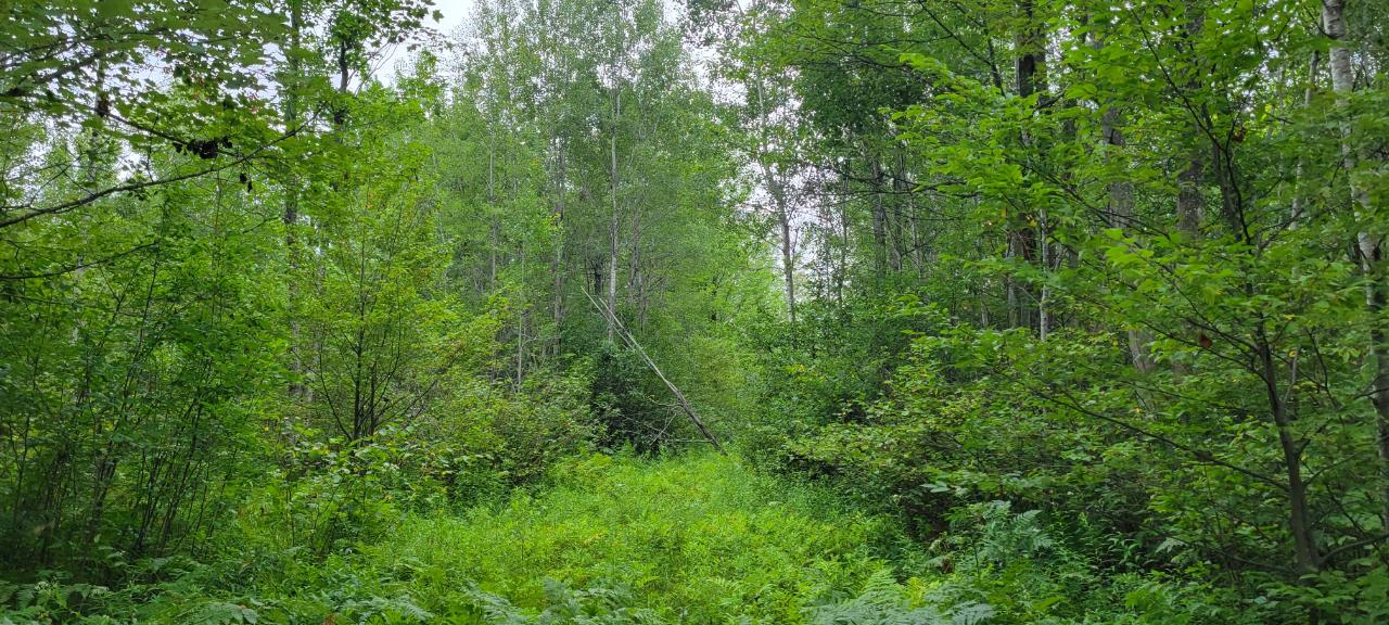 On Coffee Creek Road Tomahawk, WI 54487 - Photo 16 of 22 Gallery Image 16