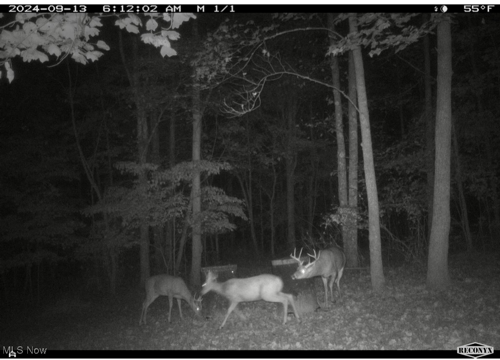 Pleasant Ridge Road Belmont, OH 43718 - Photo 36 of 38 Wildlife