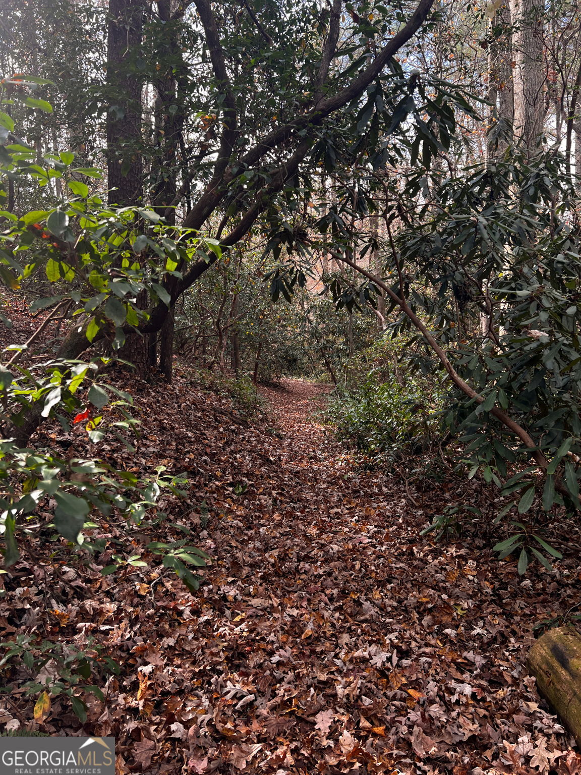 0 Soque Falls Drive Clarkesville, GA 30523 - Photo 4 of 11 a view of a tree in a yard