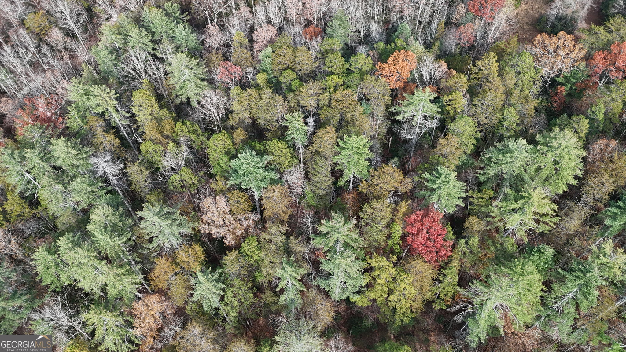0 Soque Falls Drive Clarkesville, GA 30523 - Photo 7 of 11 a close up of a plant