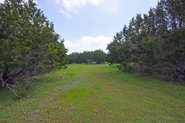 a view of a grassy field with trees