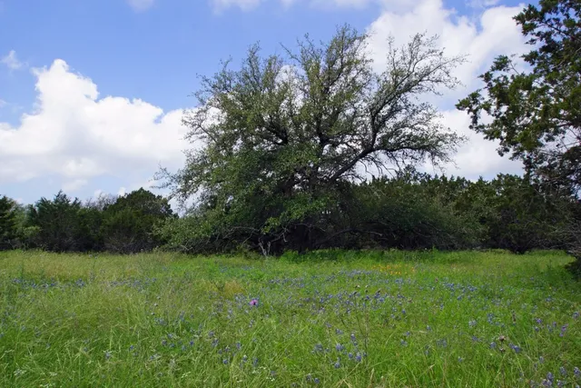 a view of garden with trees