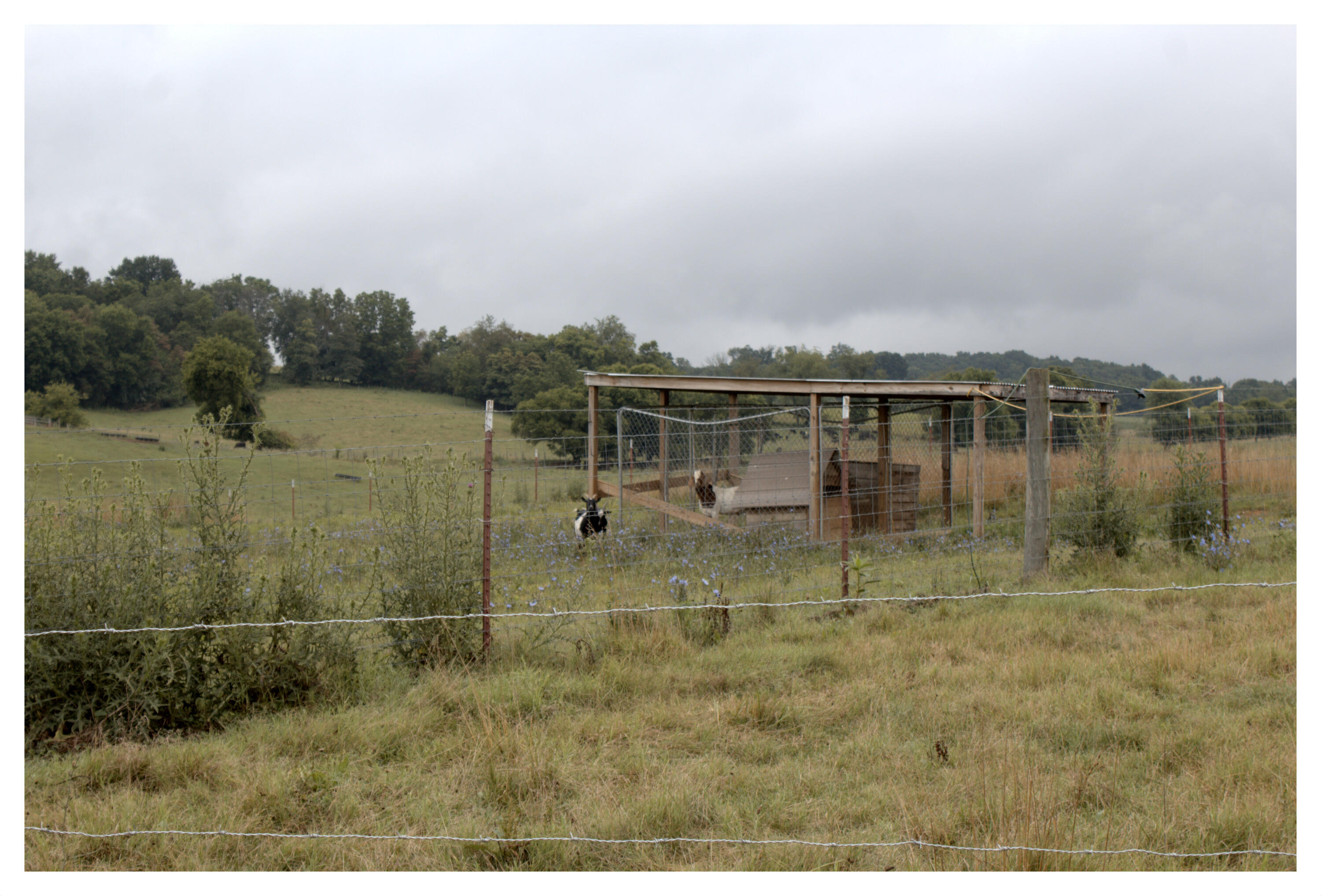889 Opie Arnold Road Limestone, TN 37681 - Photo 45 of 48 goat pin