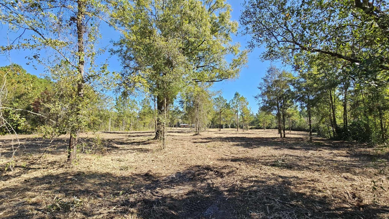 17539 Hodges Road Hilliard, FL 32046 - Photo 47 of 62 a view of dirt yard with a tree