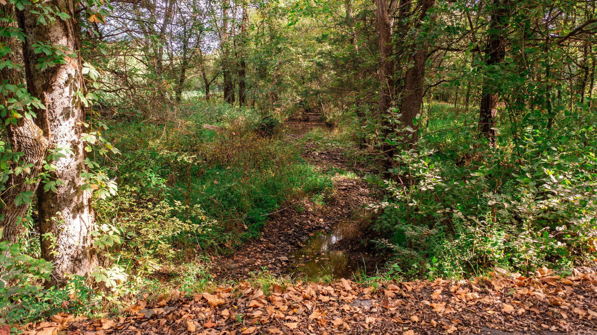 0 Incline Road Belvidere, TN 37306 - Photo 6 of 33