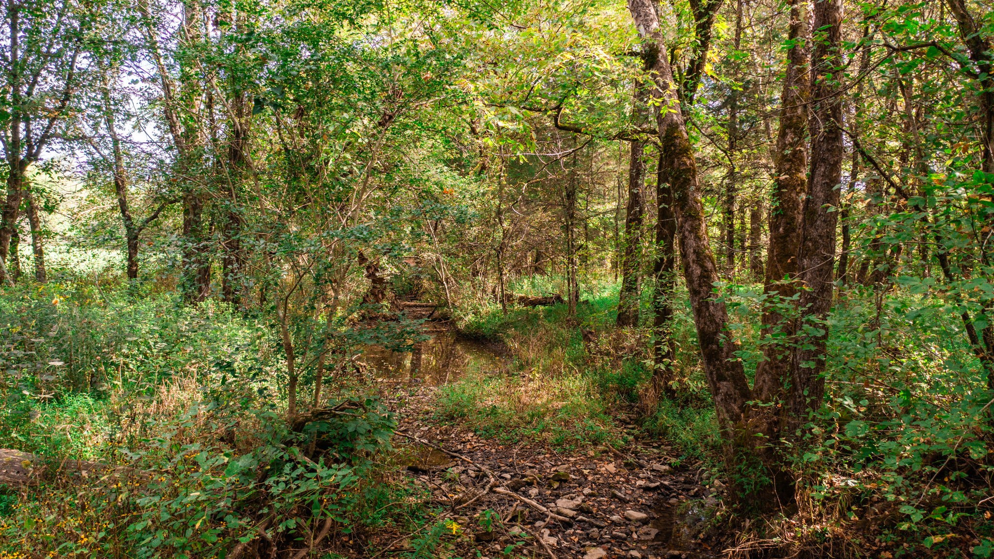 0 Incline Road Belvidere, TN 37306 - Photo 7 of 33