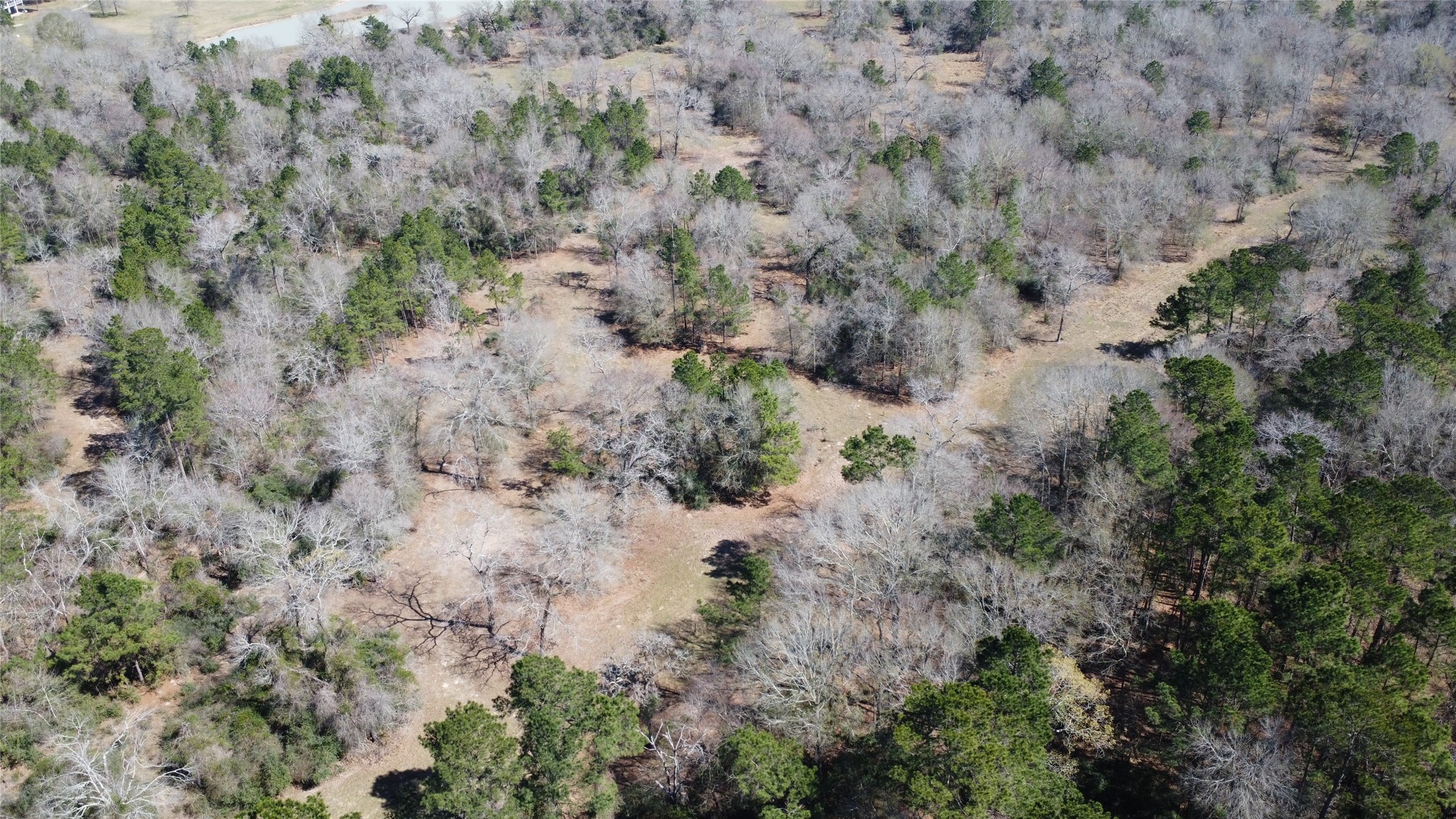 27002 Hegar Road Hockley, TX 77447 - Photo 9 of 17 a view of a forest with trees