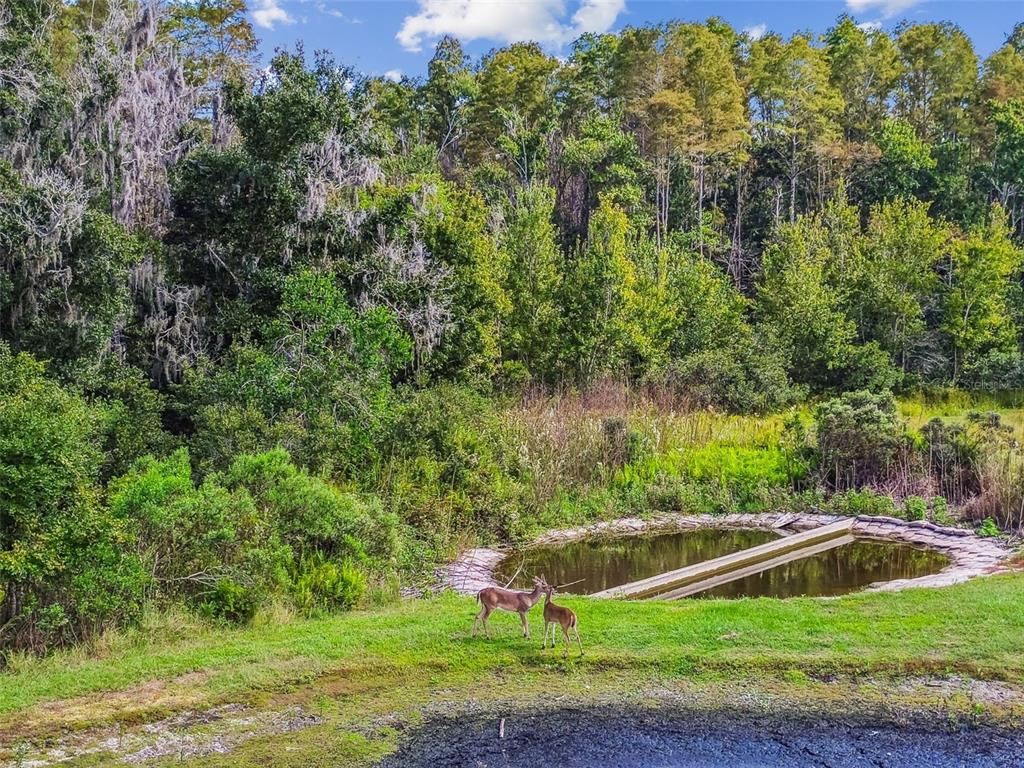 11737 Crestridge Loop New Port Richey, FL 34655 - Photo 75 of 100