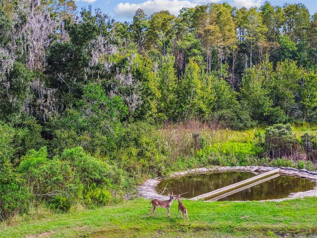 11737 Crestridge Loop New Port Richey, FL 34655 - Photo 76 of 100 a view of outdoor space and yard
