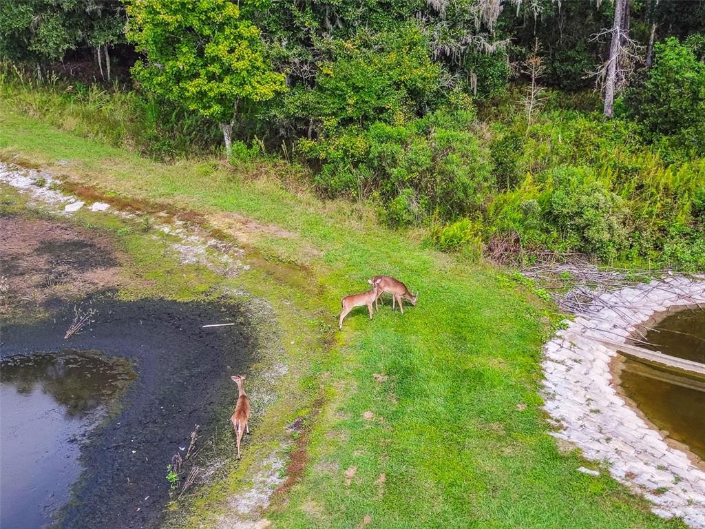 11737 Crestridge Loop New Port Richey, FL 34655 - Photo 77 of 100 a view of a lake with a yard