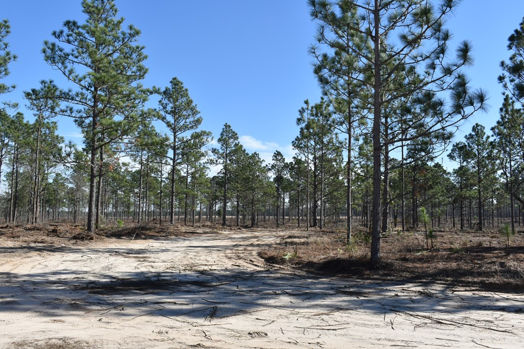 Lot 2-3) Lot 2-3) State Park Road Windsor, SC 29856 - Photo 7 of 10