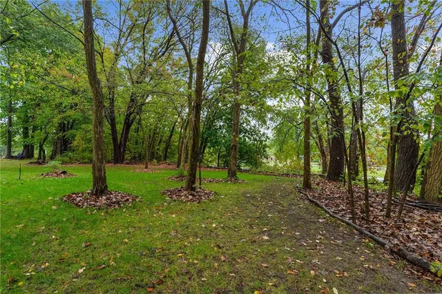 a view of a tree in the middle of a forest
