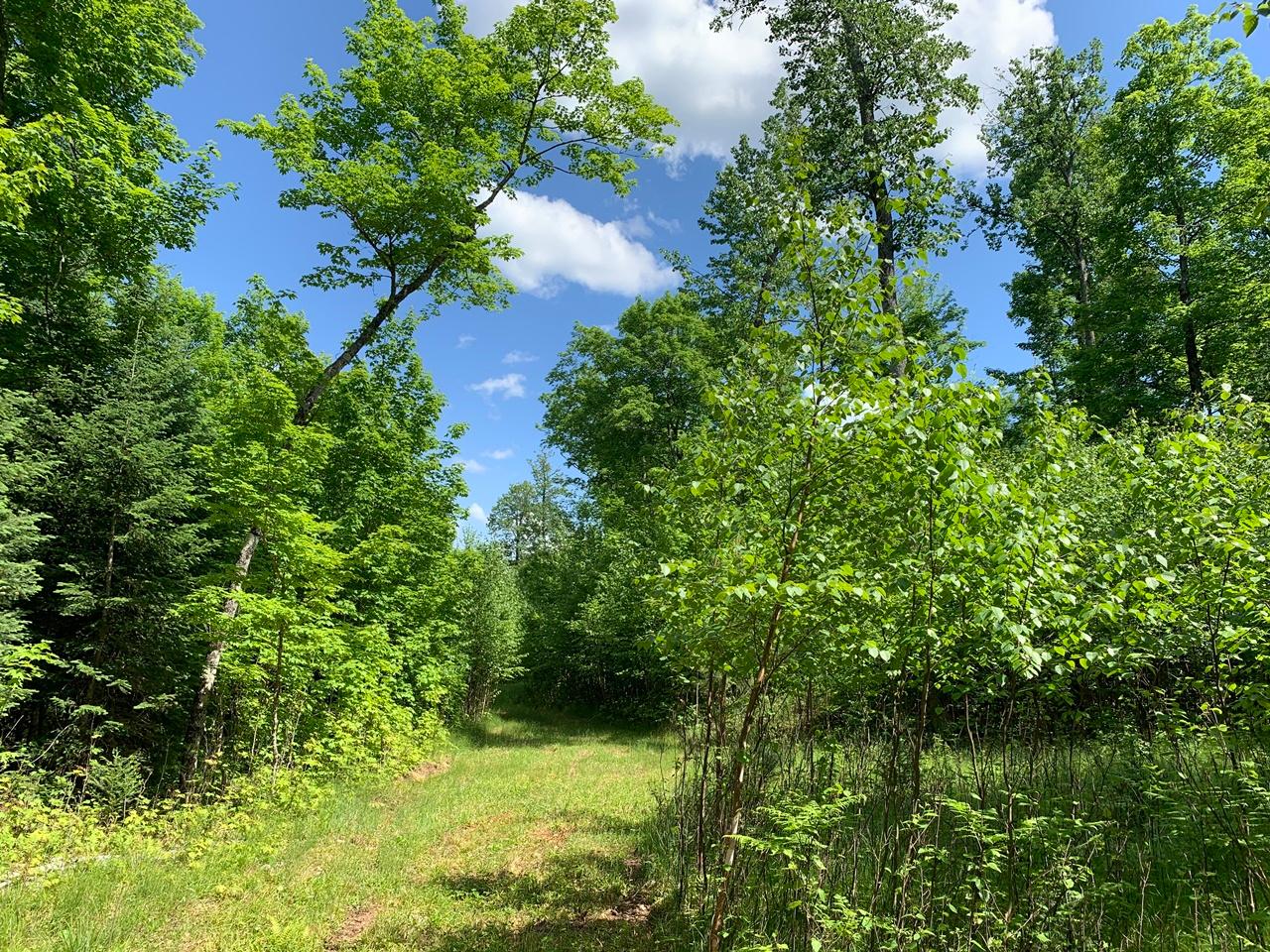 Lot 39 Roebels Park Road Mercer, WI 54547 - Photo 16 of 19 Gallery Image 16