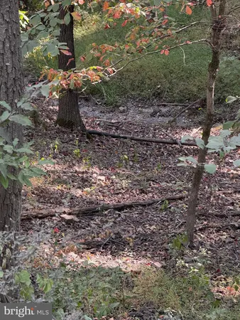 a view of a yard with plants and trees