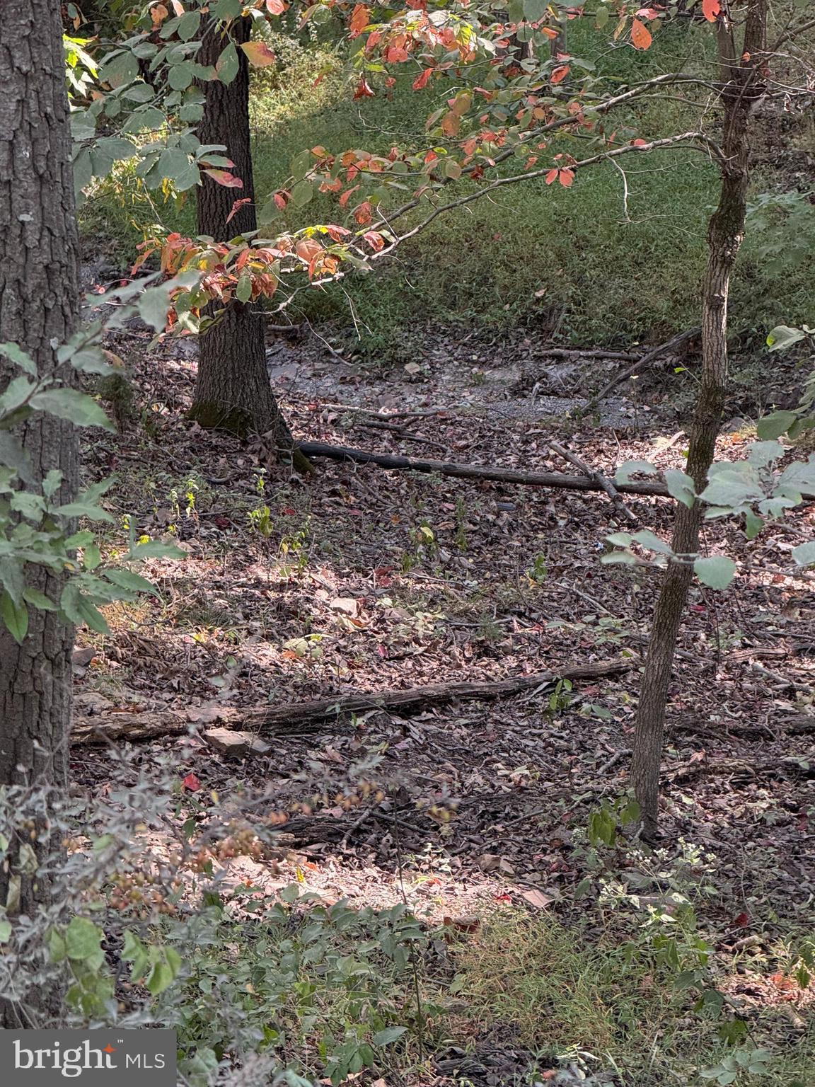 Light Road Winchester, VA 22603 - Photo 4 of 7 a view of a yard
