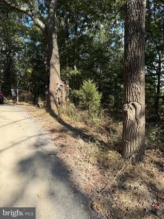 a view of a forest with trees