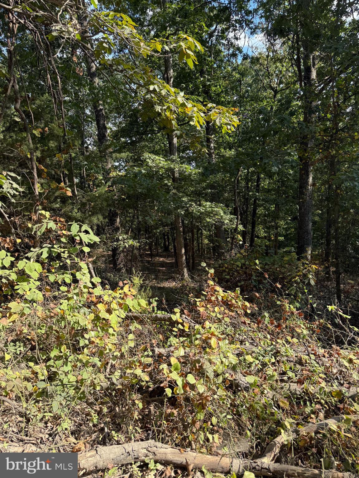 Light Road Winchester, VA 22603 - Photo 7 of 7 a backyard of a house with a tree