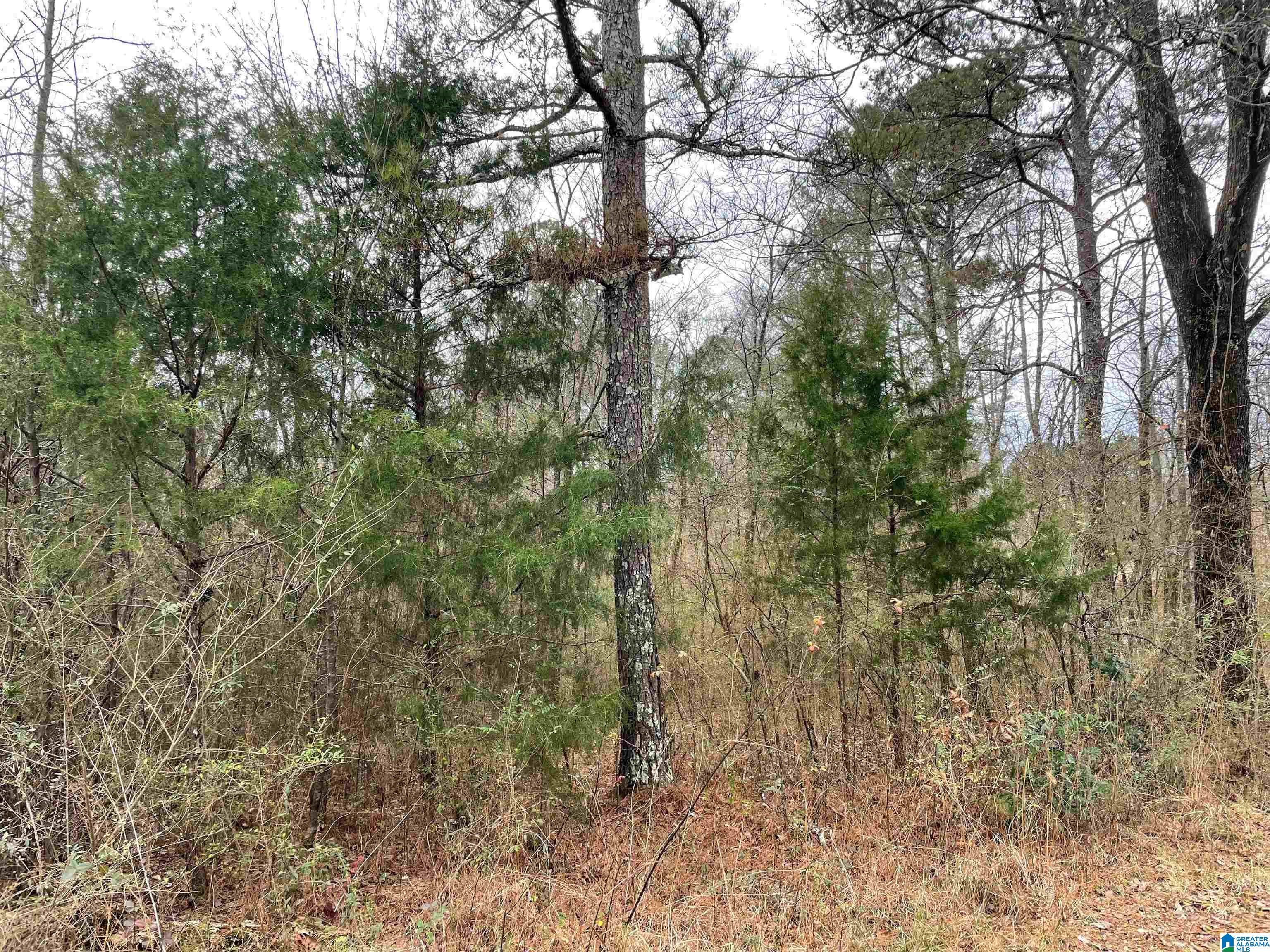 0 Clevet Springs Road, Unit 2 24 ACRES Hayden, AL 35079 - Photo 4 of 8