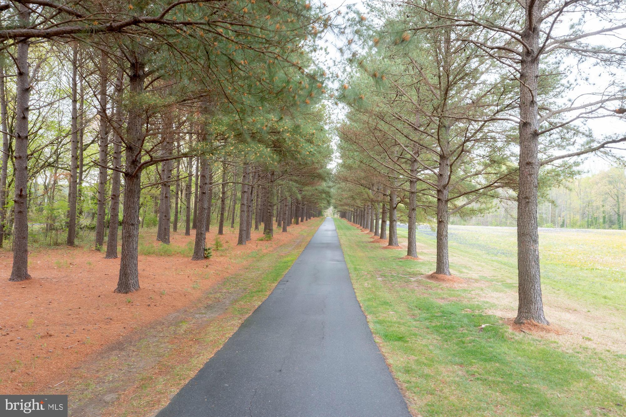 28090 Glebe Road Easton, MD 21601 - Photo 3 of 115 Private tree line driveway